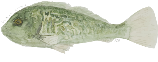 Greenfish