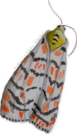 Moth
