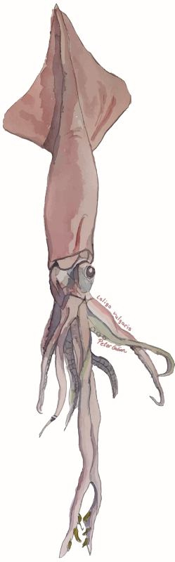 Squid