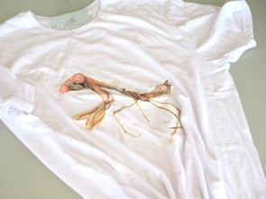 Phasmid